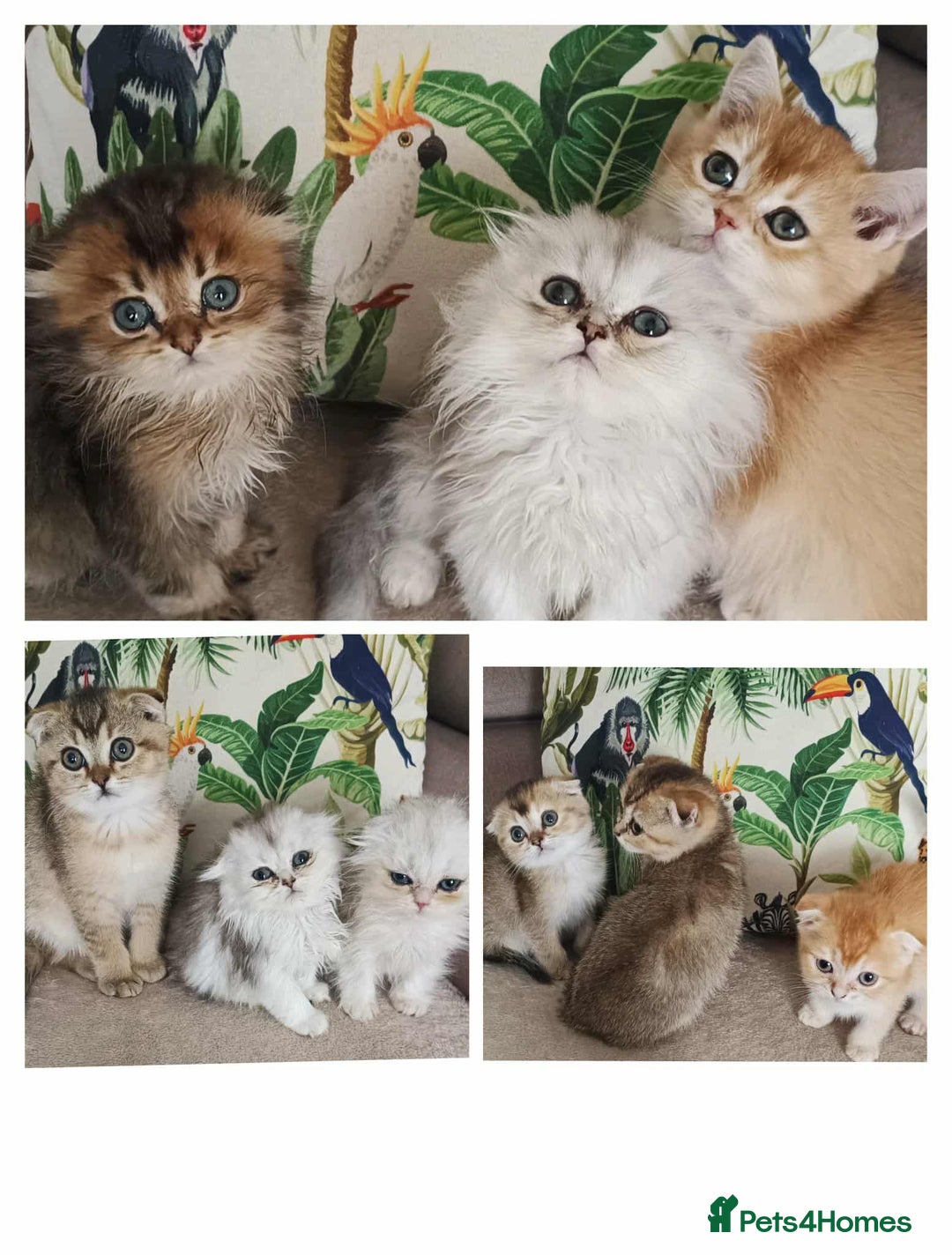 Scottish Fold cats for sale: Scottish Fold Kittens ( Delivery available) - Image 1