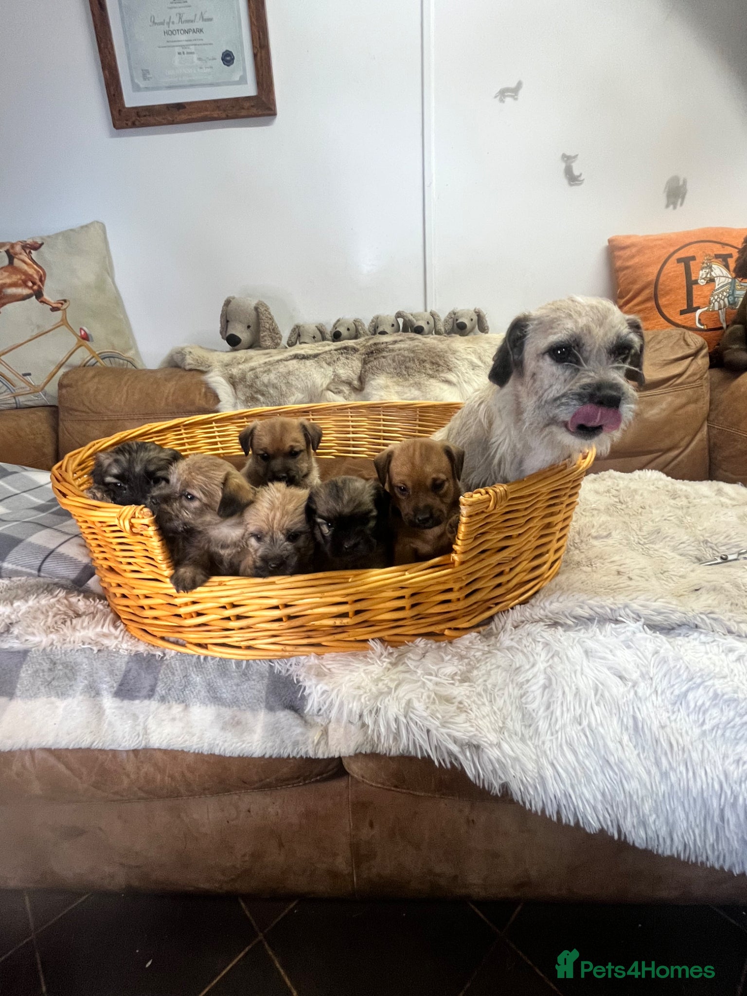 Mixed Breed dogs Stunning Norjacks - Advert 2