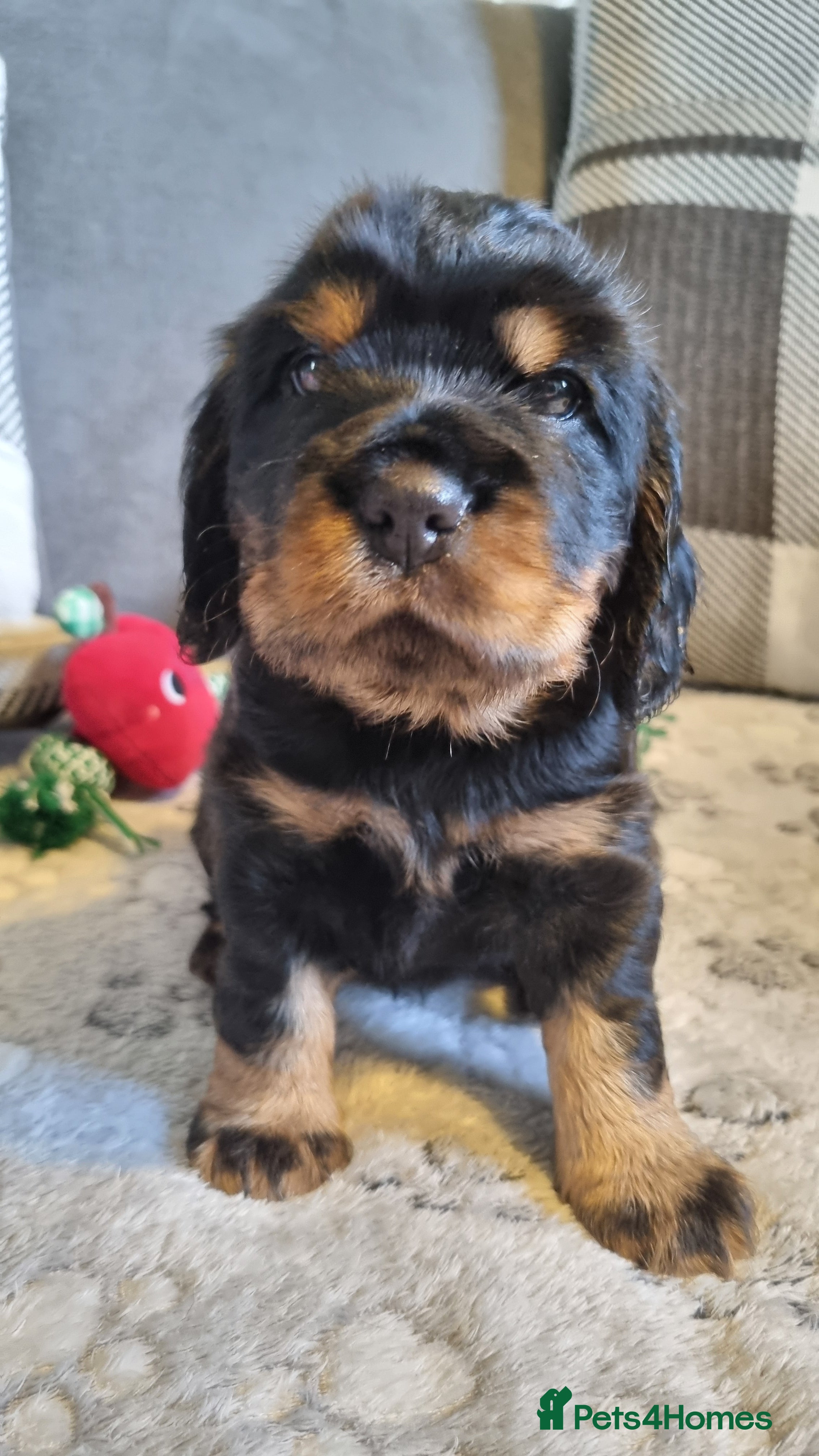 Cocker Spaniel dogs for sale: 🐾 Beautiful Show Type Cocker Spaniel Puppies - Advert 31