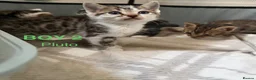 Bengal cats for sale: Bengal / Norwegian forest - Advert 26