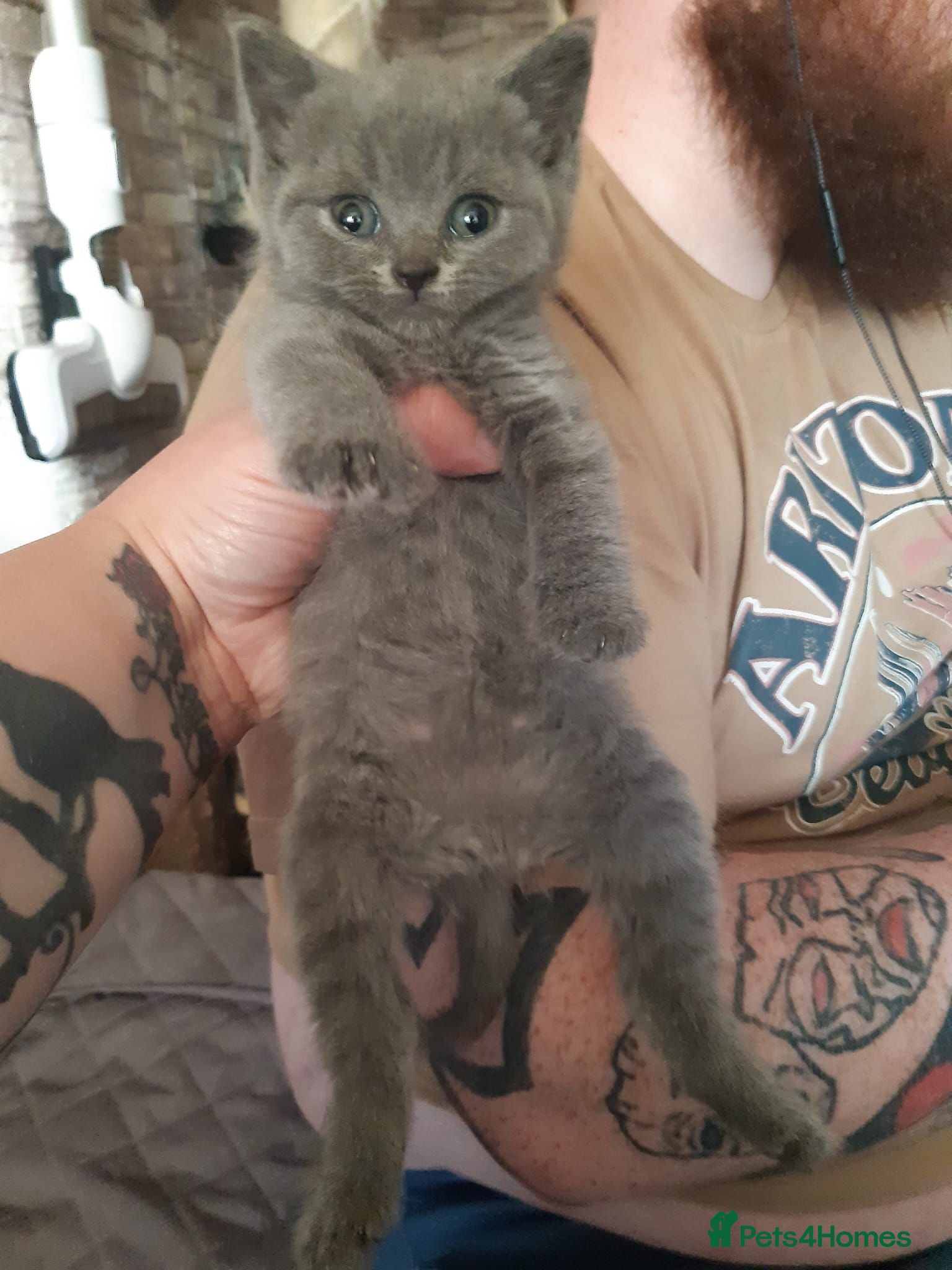 British Shorthair cats  😻 British Shorthair Kittens READY NOW 😻 - Advert 2