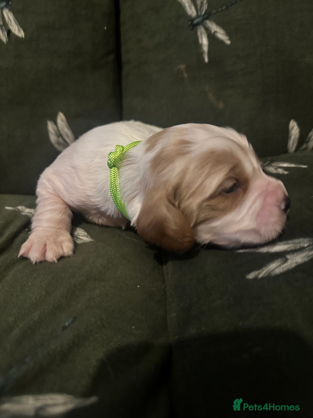 Cockalier dogs for sale: Cockalier puppies  - Advert 17