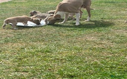 Italian Greyhound dogs for sale: Italian greyhound puppy’s  - Image 9
