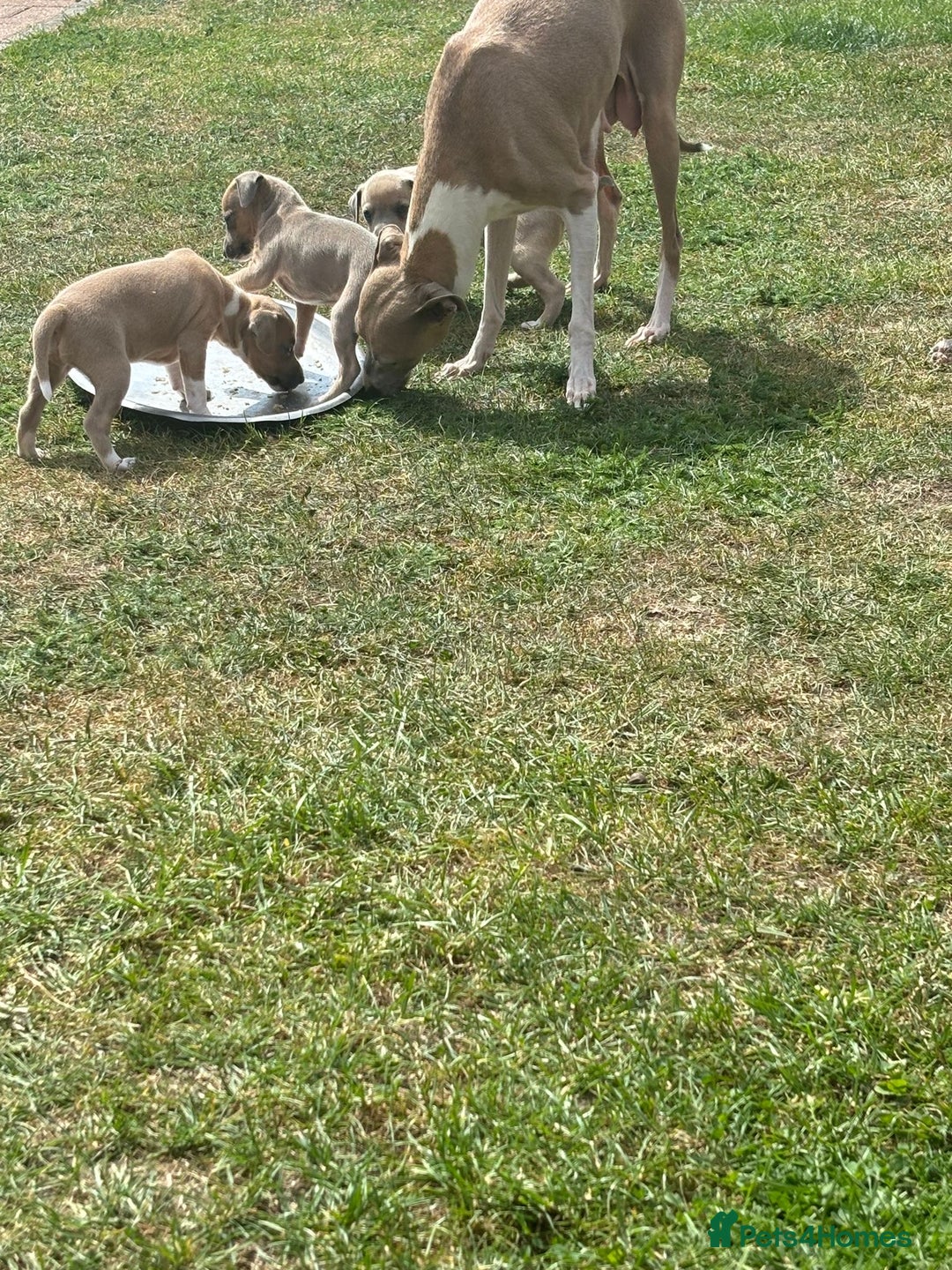 Italian Greyhound dogs for sale: Italian greyhound puppy’s  - Image 9
