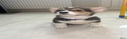 Welsh Corgi Pembroke dogs for sale: Pembroke Welsh corgi pups - Advert 6