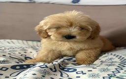Cockapoo dogs for sale: Outstanding puppies  - Image 21