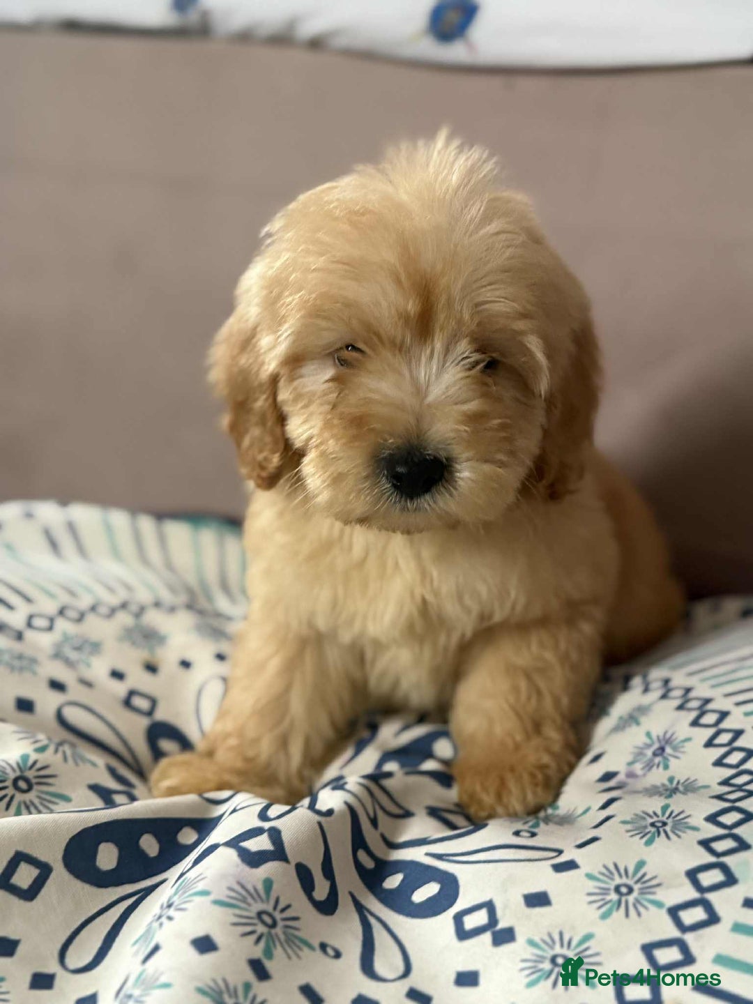 Cockapoo dogs for sale: Outstanding puppies  - Image 21