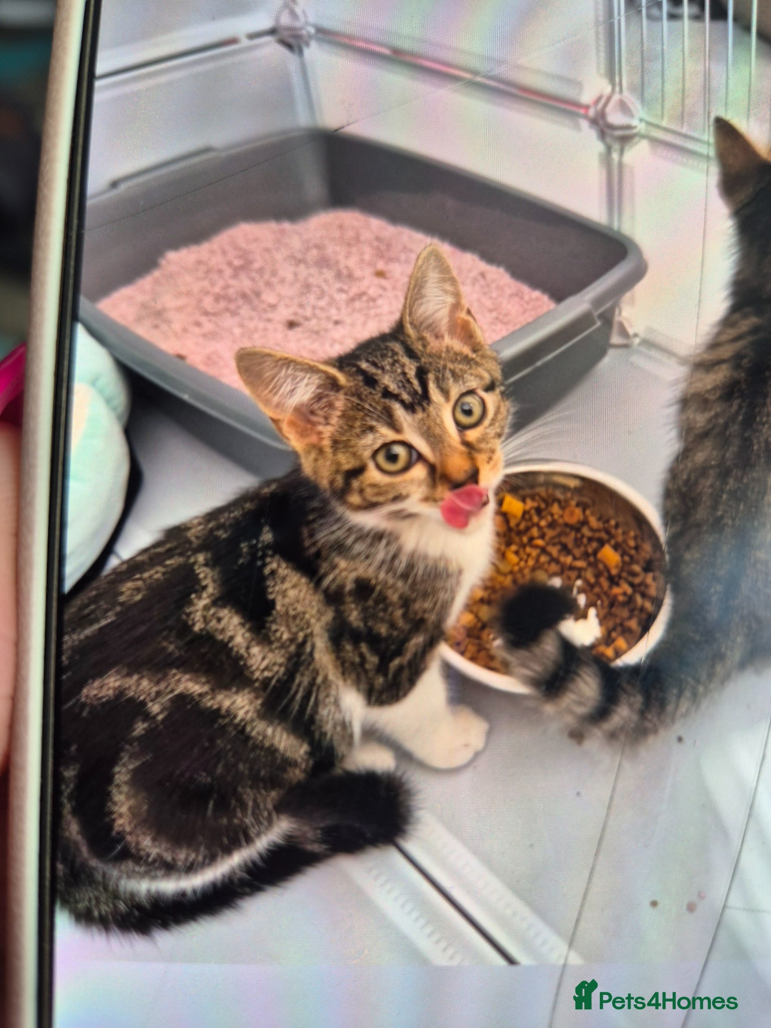 Mixed Breed cats 1 male and 1 female kittens  - Advert 1