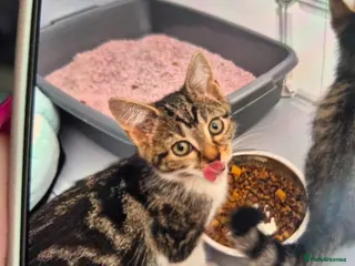 Mixed Breed cats 1 male and 1 female kittens - Advert 11