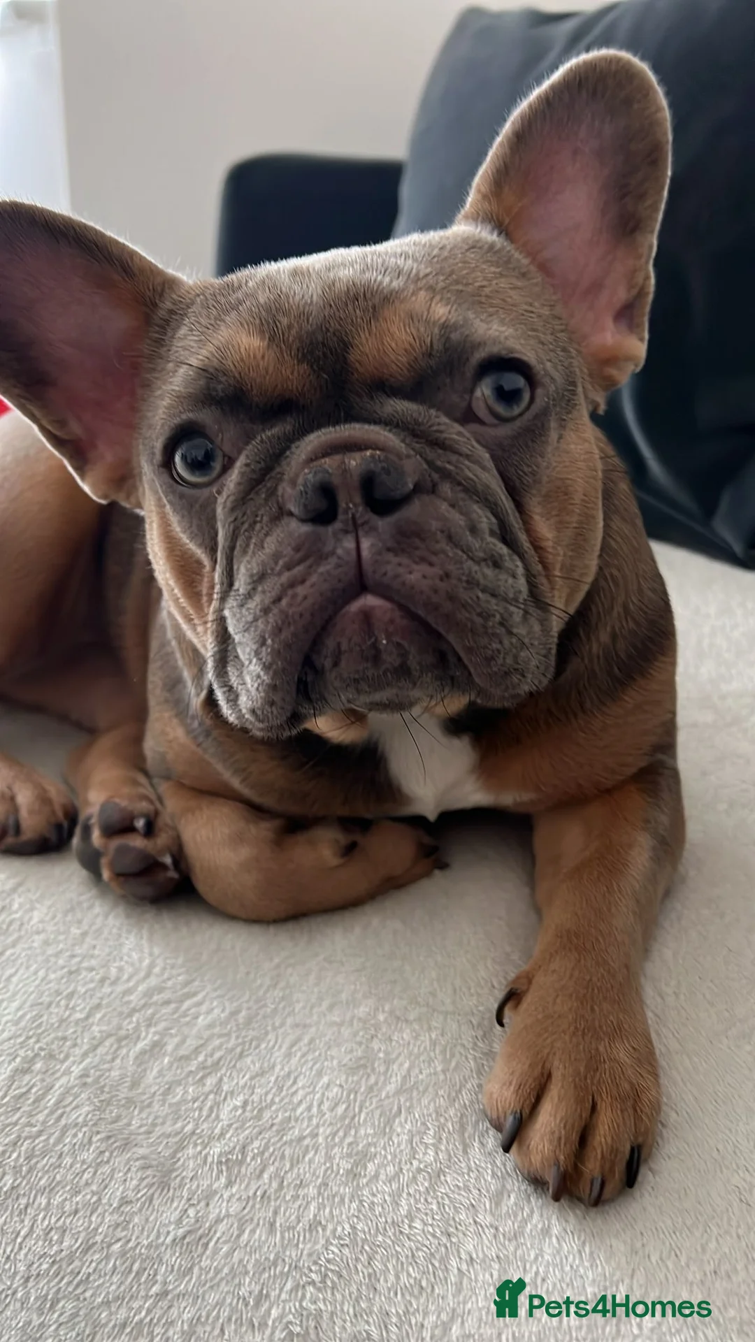 French Bulldog dogs for sale: Beautiul Frenchie looking for her long term home. in London - Advert 2