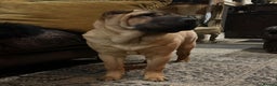 Shar Pei dogs for stud: Champion Shar Pei Stud in Doncaster - Advert 13