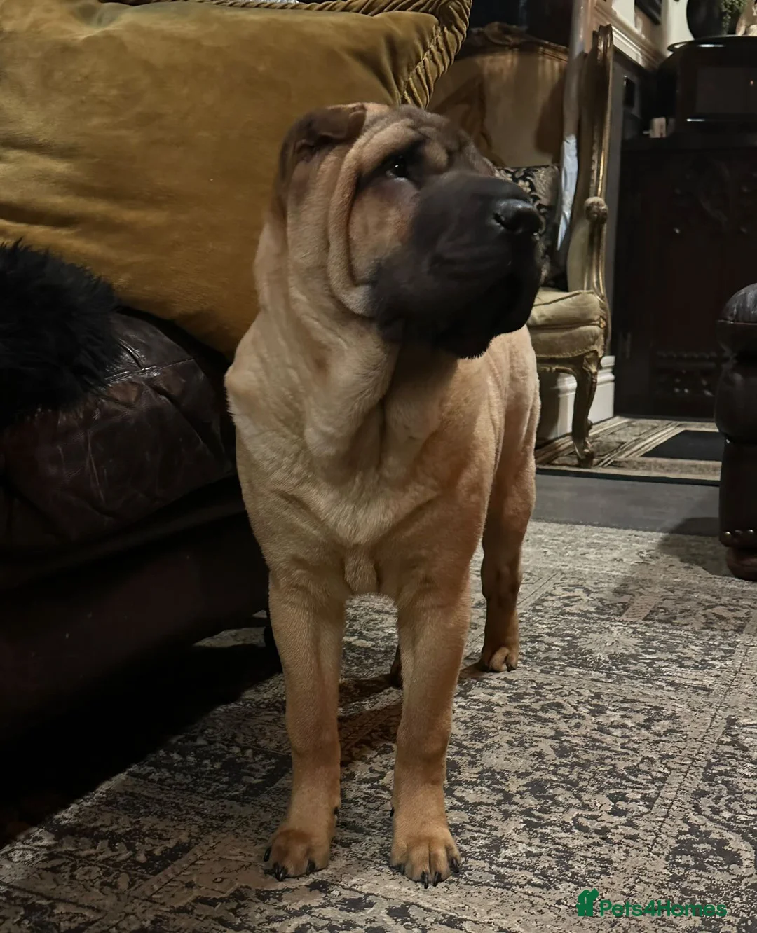 Shar Pei dogs for stud: Champion Shar Pei Stud in Doncaster - Advert 13