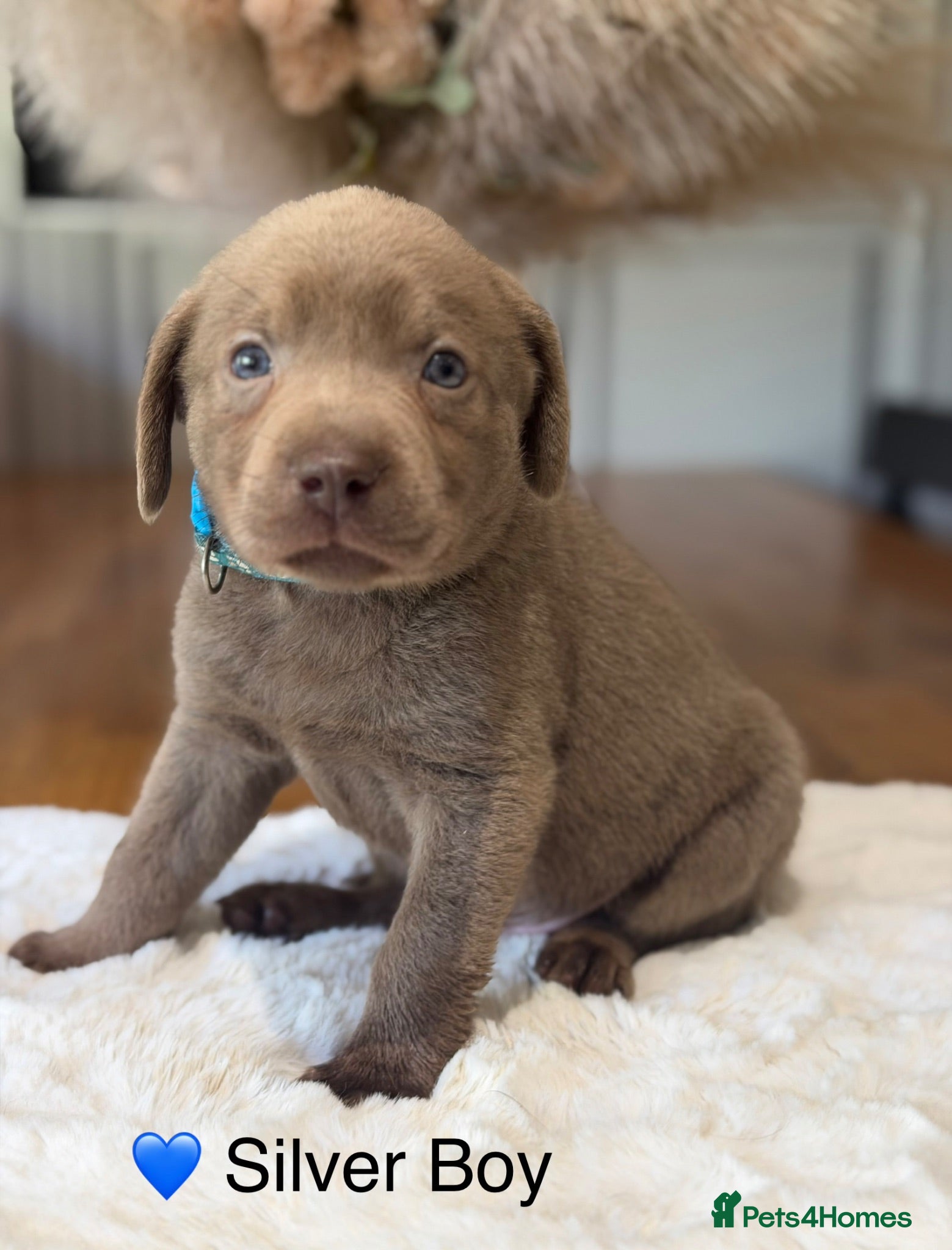 Labrador Retriever dogs Stunning Silver Charcoal Champagne Labrador pups - Advert 2