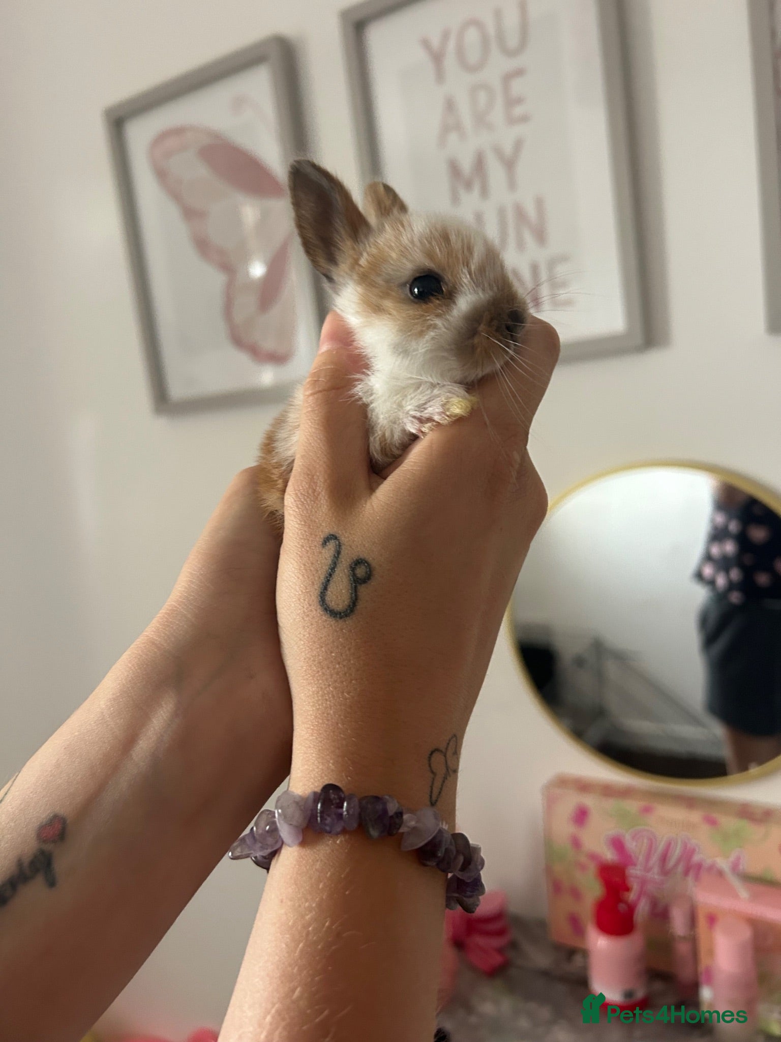 Mixed Breed rabbits Rabbits  - Advert 22
