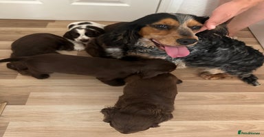 Cocker Spaniel dogs - Advert 4
