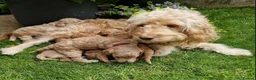 Cockapoo dogs for sale: Beautiful Cockapoo Puppies in Cardiff - Advert 13