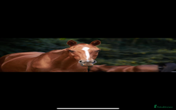 Other Breed horses for sale: Retired polo mare for sale  - Image 4