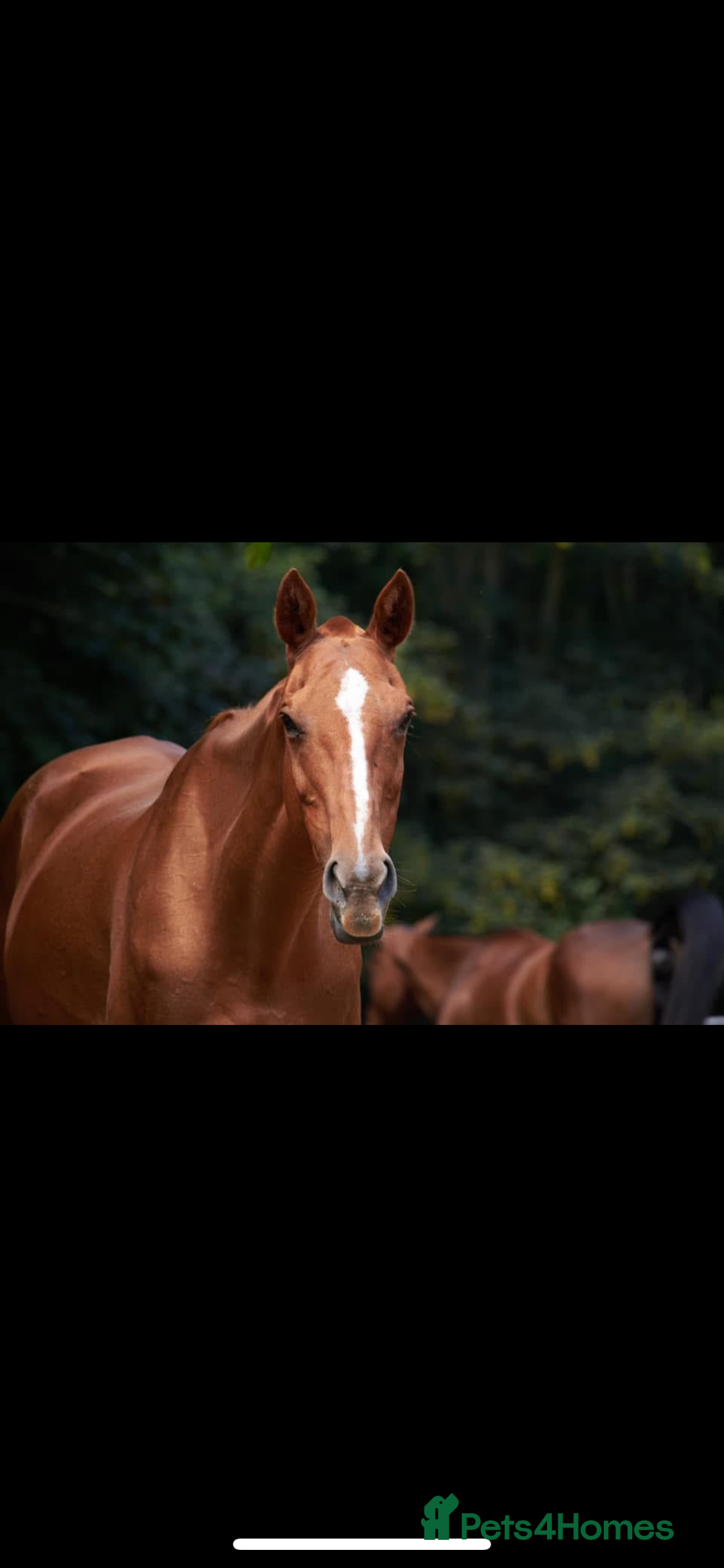 Other Breed horses for sale: Retired polo mare for sale  - Image 4