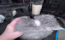 Maine Coon cats for sale: READY NOW Maine coon kittens  - Image 28