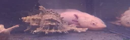 Axolotl reptiles for sale: Baby axolotls - Advert 30