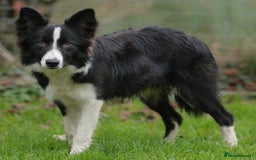 Border Collie dogs for sale: Lovely 7 month old female border collie - Advert 2