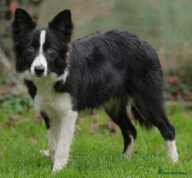 Border Collie dogs Lovely 7 month old female border collie - Advert 4