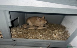 Netherland Dwarf rabbits for sale: Golden Netherland Dwarf - Image 4
