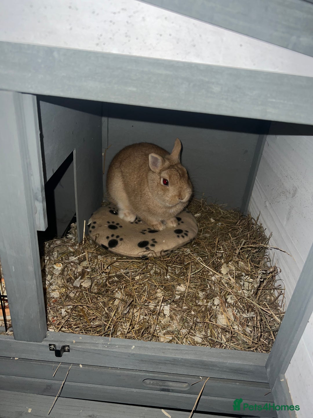 Netherland Dwarf rabbits for sale: Golden Netherland Dwarf - Image 4