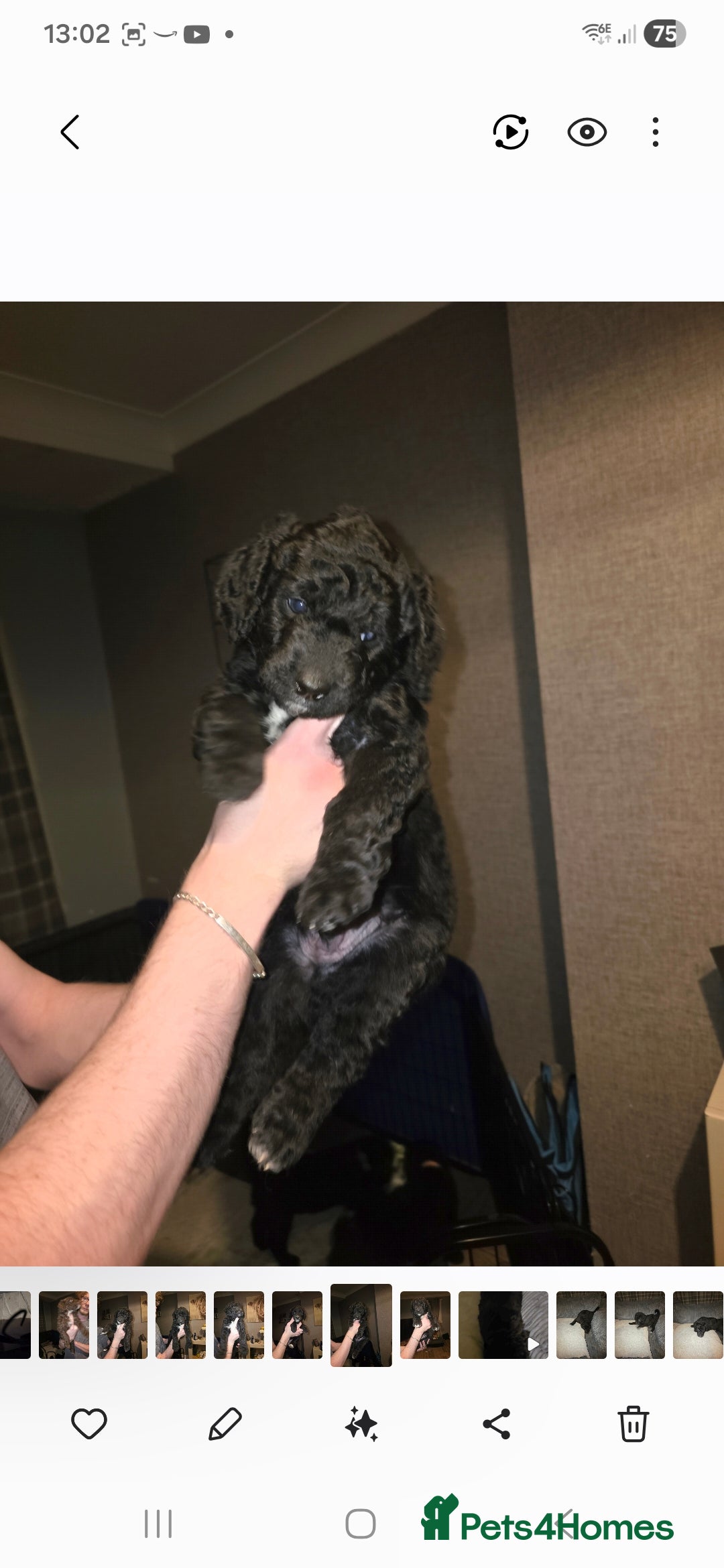 Mixed Breed dogs for sale: Standard poodle x  - Advert 6