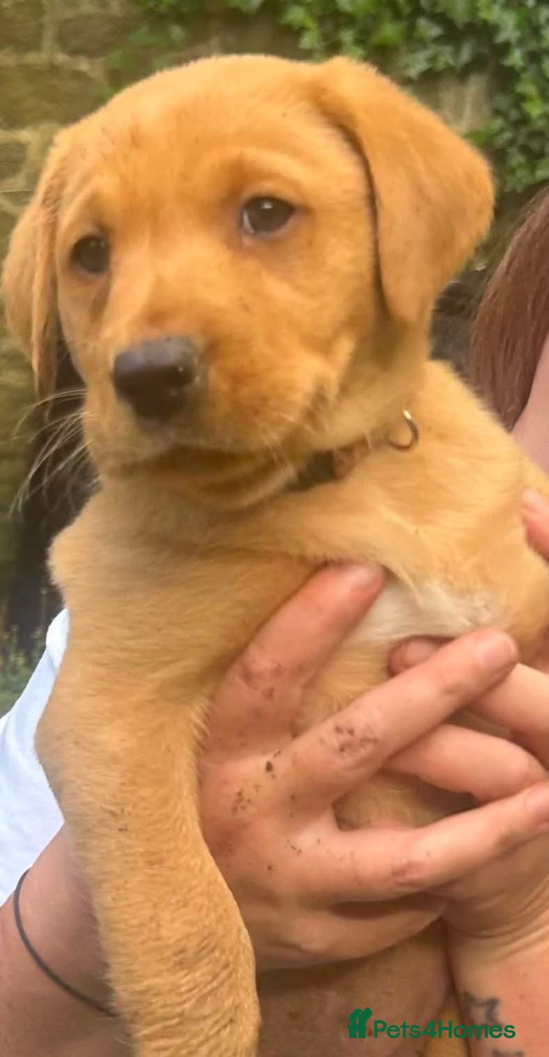 Labrador Retriever dogs 🐾 Outstanding KC Reg  Red Fox Labrador Puppies 🐾 - Advert 3