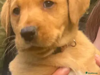Labrador Retriever dogs 🐾 Outstanding KC Reg Red Fox Labrador Puppies 🐾 - Advert 3
