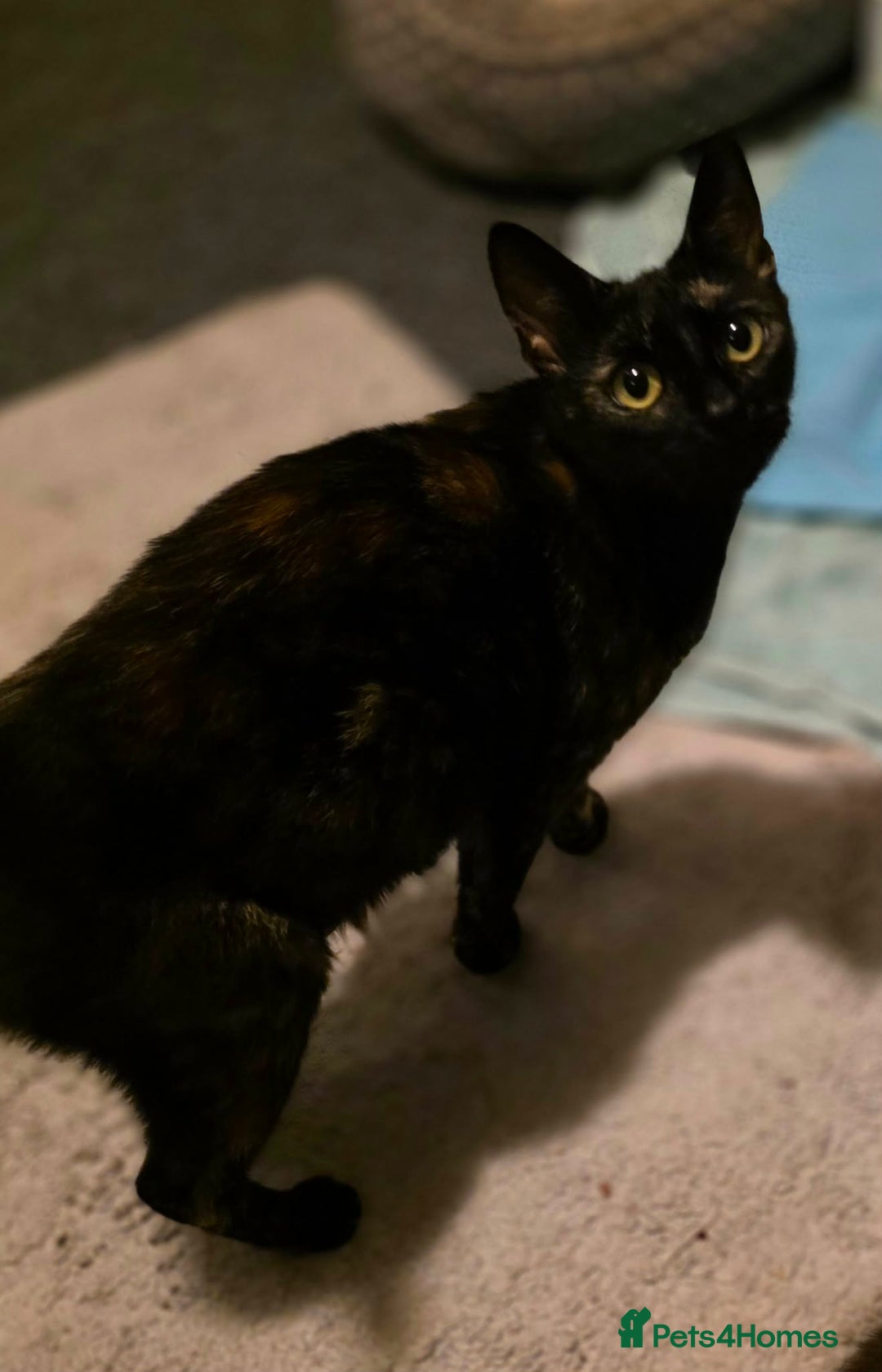 Domestic Shorthair cats for sale: Kittens  - Advert 6