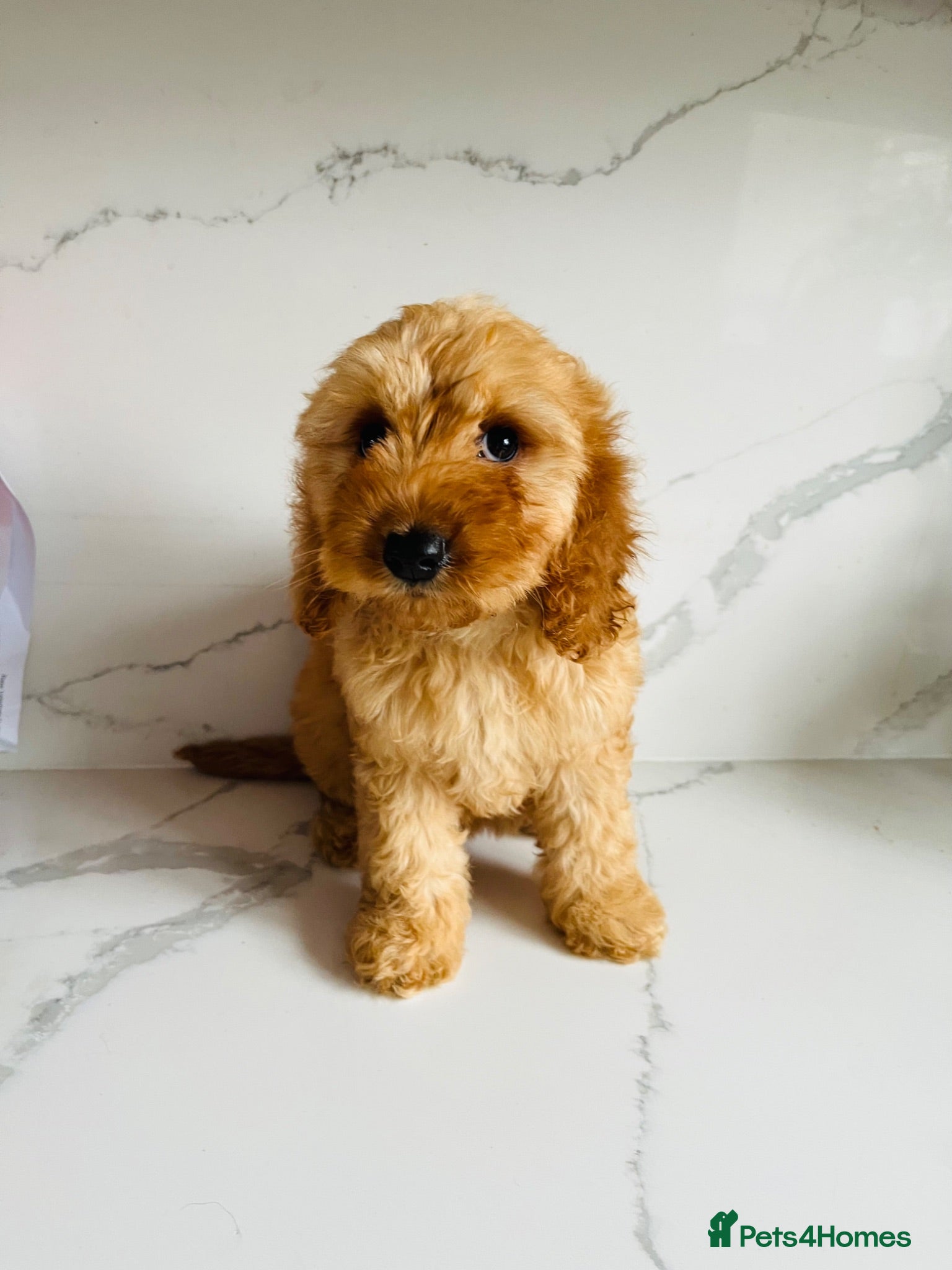 Cockapoo dogs F1 Show cockapoos (ready now) - Advert 1