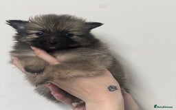 Pomeranian dogs for sale: LAST GIRL READY NOW Pomeranian puppies - Advert 15