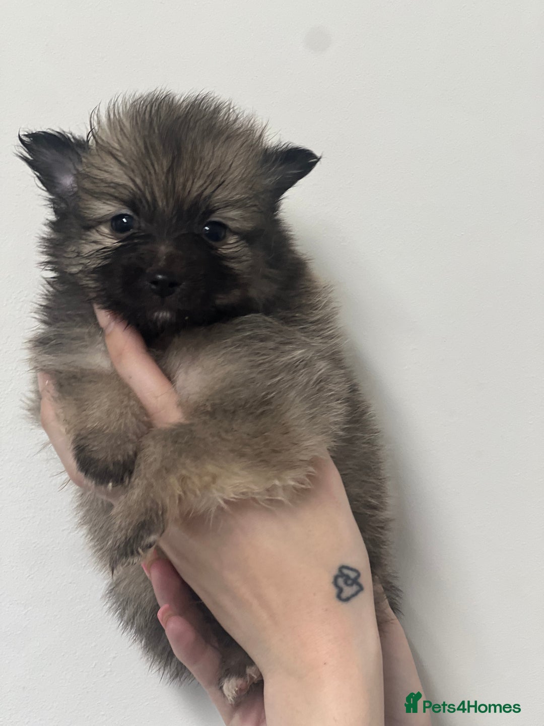Pomeranian dogs for sale: LAST GIRL READY NOW Pomeranian puppies - Advert 15