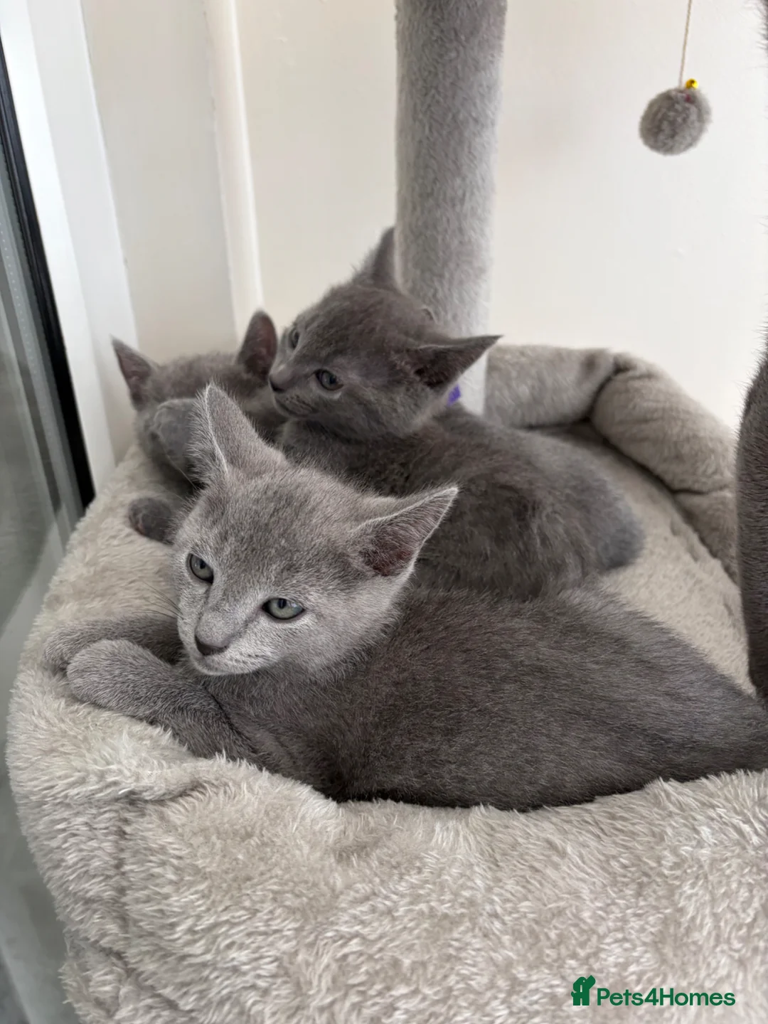 Russian Blue cats for sale: 6 Stunning GCCF Russian Blue Kittens 🐾  - Advert 2