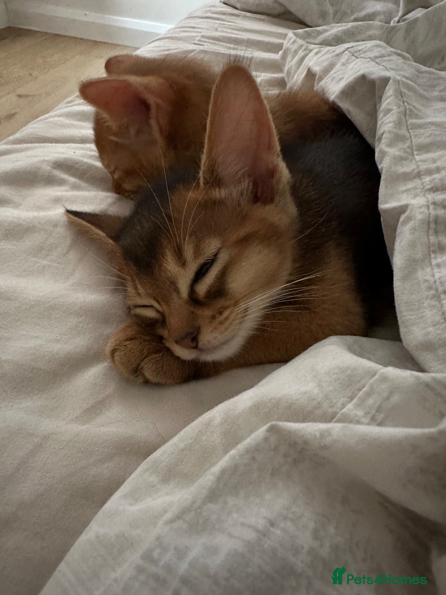 Somali cats Somali kittens available 😻 - Advert 2
