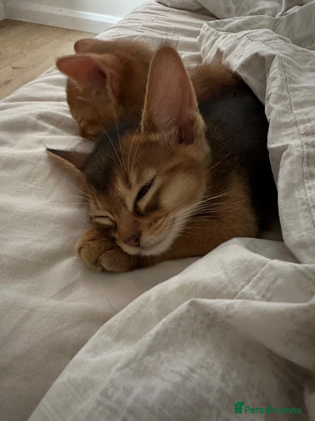 Somali cats for sale: Somali kittens available 😻 in Lincoln - Advert 2