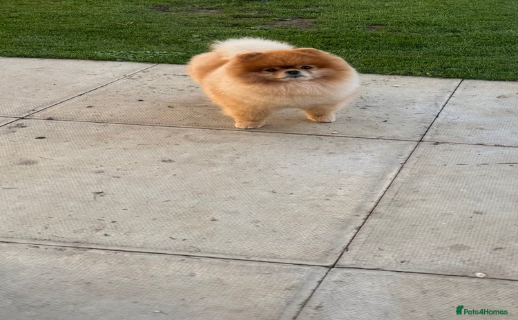 Pomeranian dogs in Stansted - Advert 5