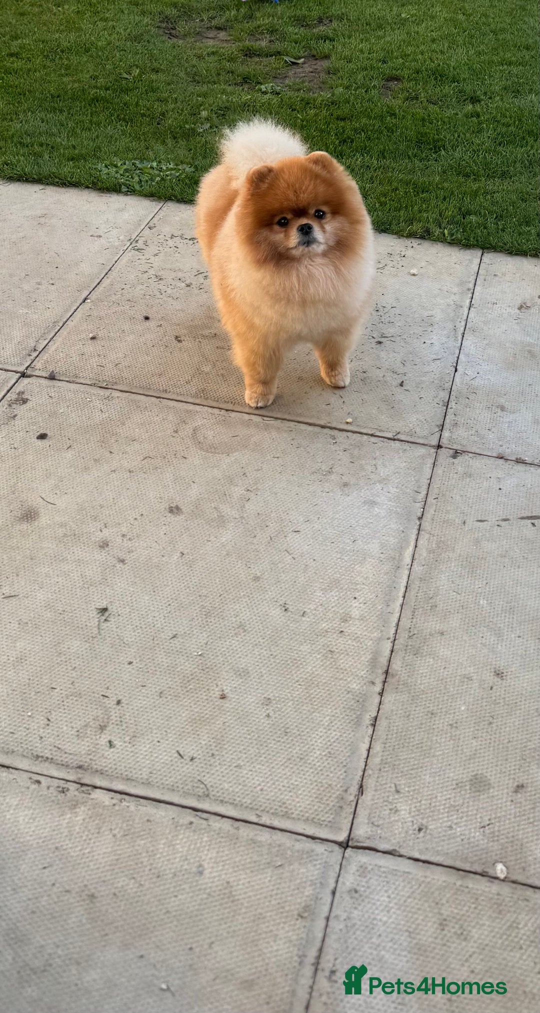 Pomeranian dogs for stud: Pomeranian stud in Stansted - Image 1