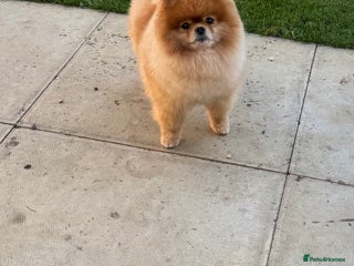 Pomeranian dogs in Stansted - Advert 3