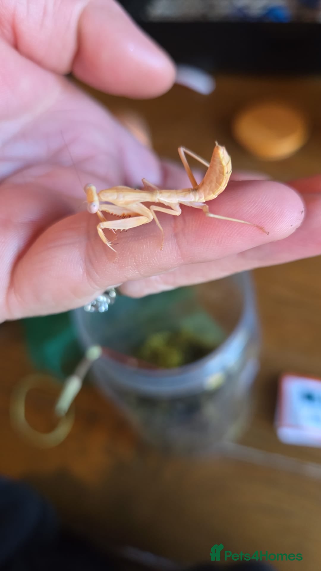 Praying Mantis invertebrates for sale: Timor shield mantis - Advert 3