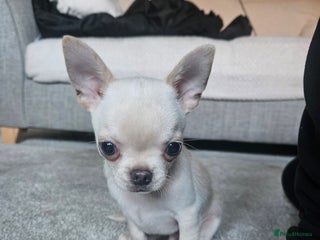Chihuahua dogs - Advert 20
