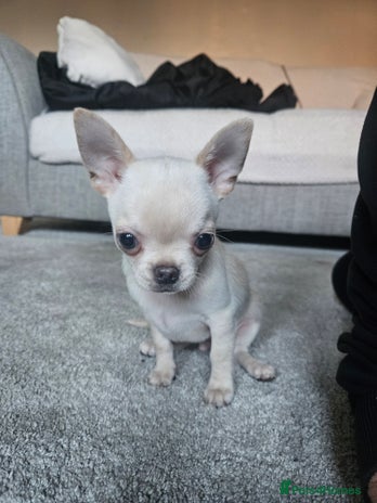 Chihuahua dogs - Advert 8
