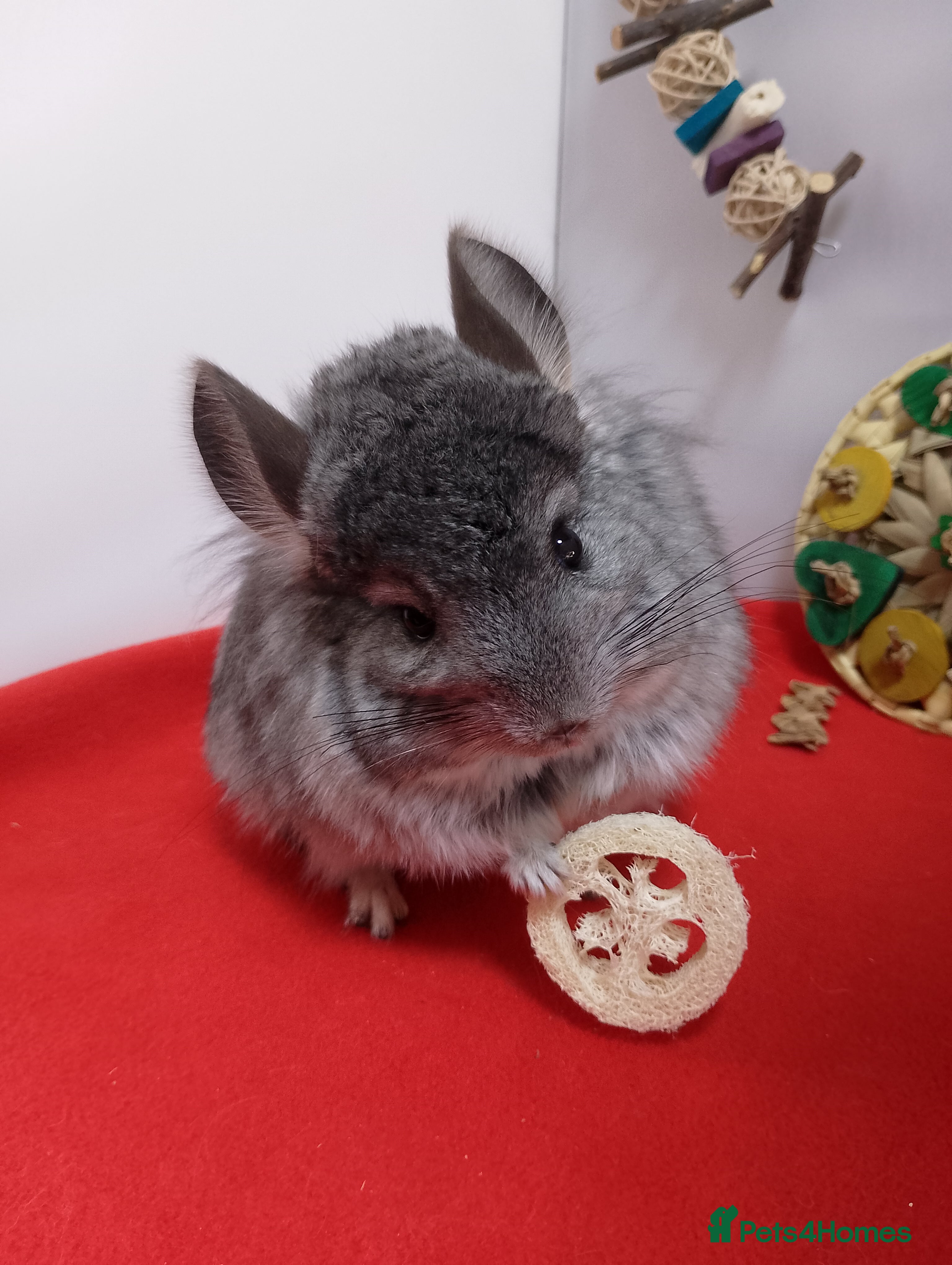 Chinchilla rodents RPA / RPAc young Female Chinchillas  - Advert 3