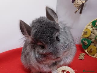Chinchilla rodents RPA / RPAc young Female Chinchillas - Advert 2