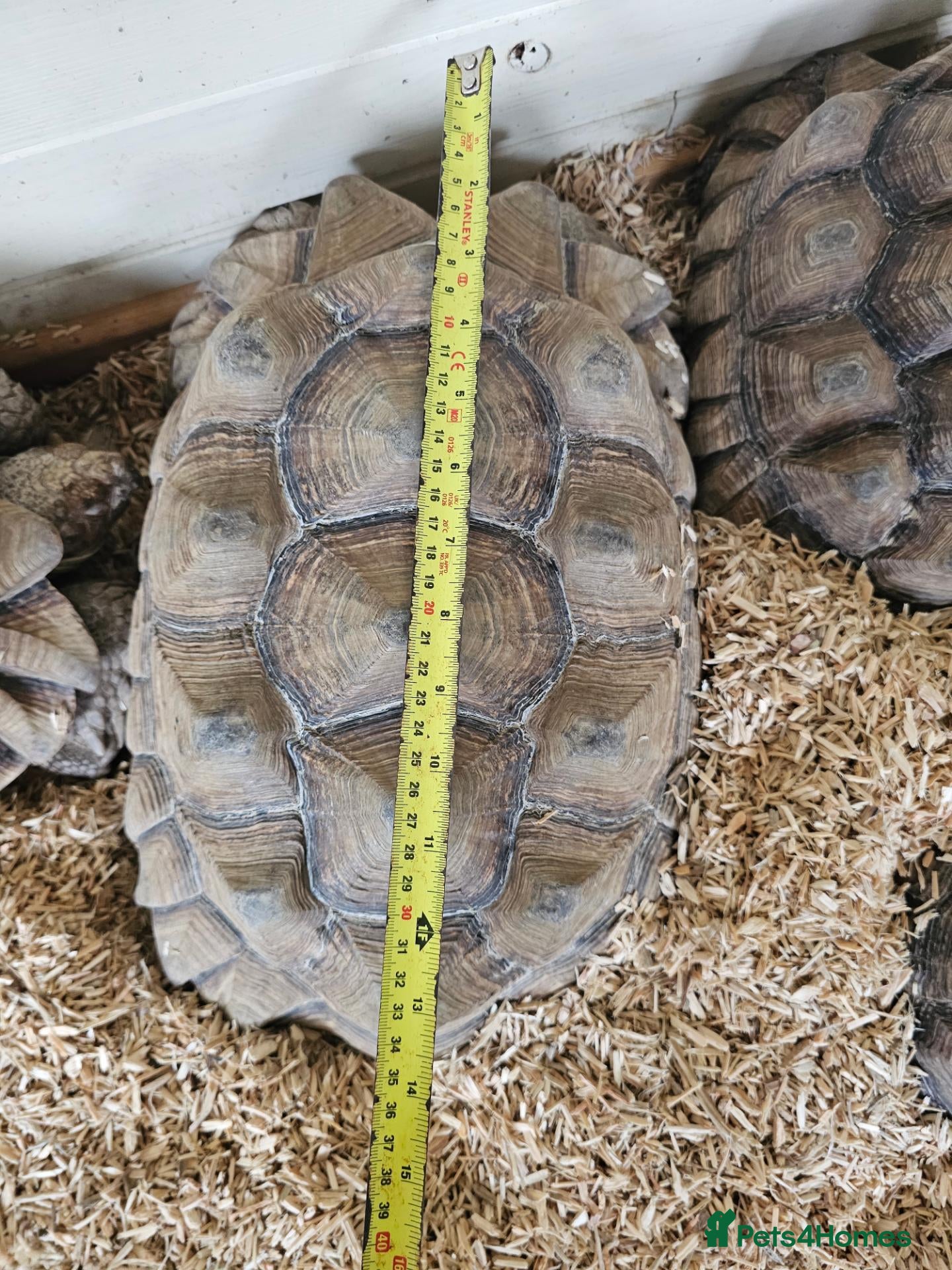 Tortoise reptiles Sulcata tortoises  - Advert 1