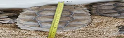 Tortoise reptiles for sale: Sulcata tortoises  - Advert 1