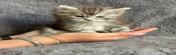 Maine Coon cats for sale: Beautiful Pedigree Kittens looking for Loving Home - Advert 9