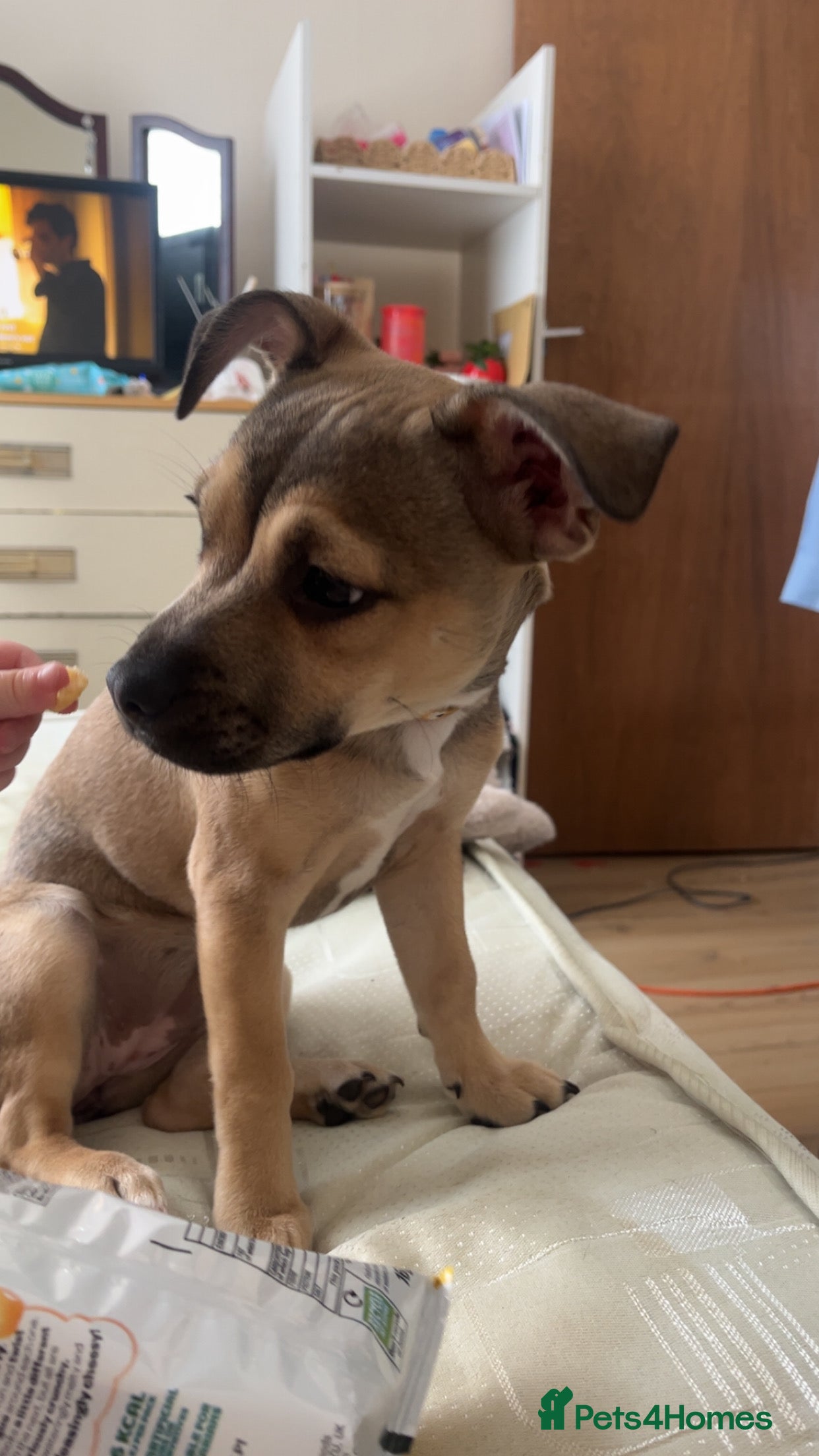 Mixed Breed dogs Female French bulldog cross Jack Russell  - Advert 2